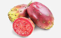 Opuntia Fruchtextrakt
